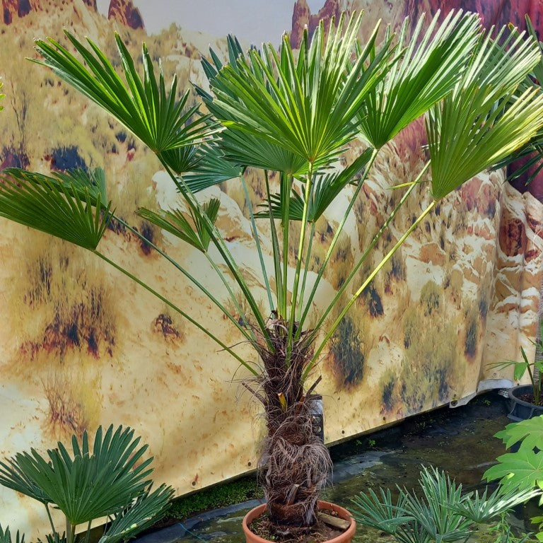 Trachycarpus wagnerianus, stem 60 cm