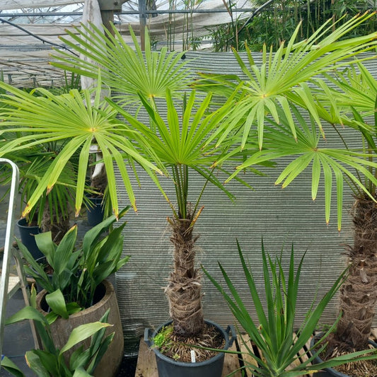 Trachycarpus winsan, trunk/stem 60 cm (No. 2)
