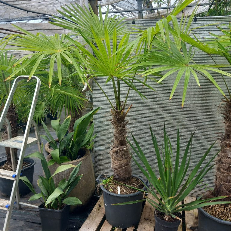 Trachycarpus winsan, trunk/stem 60 cm (No. 2)