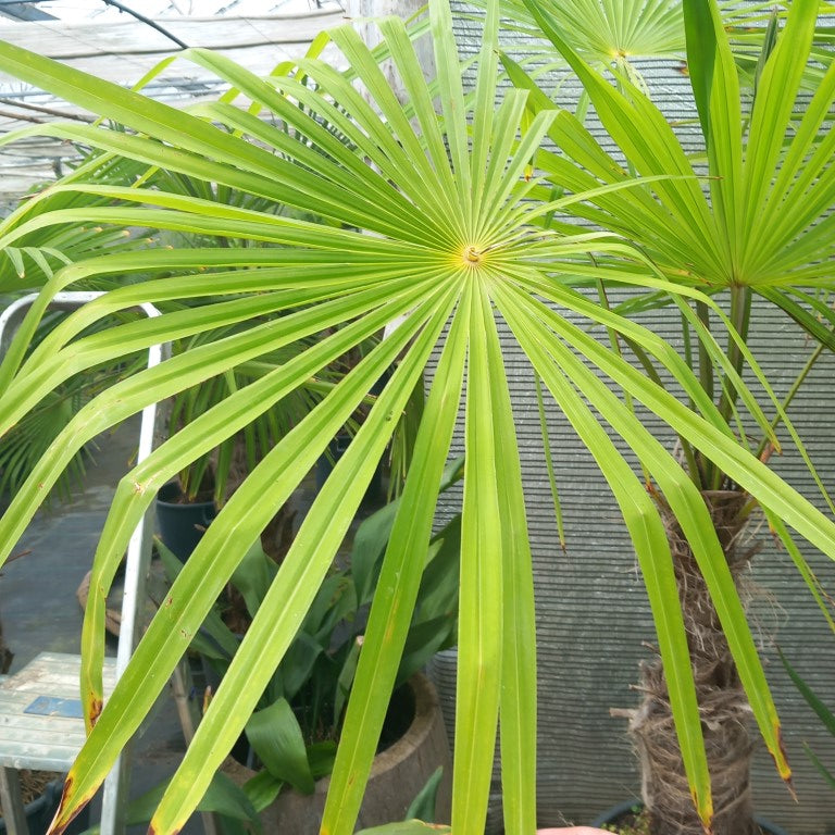 Trachycarpus winsan, trunk/stem 60 cm (No. 2)