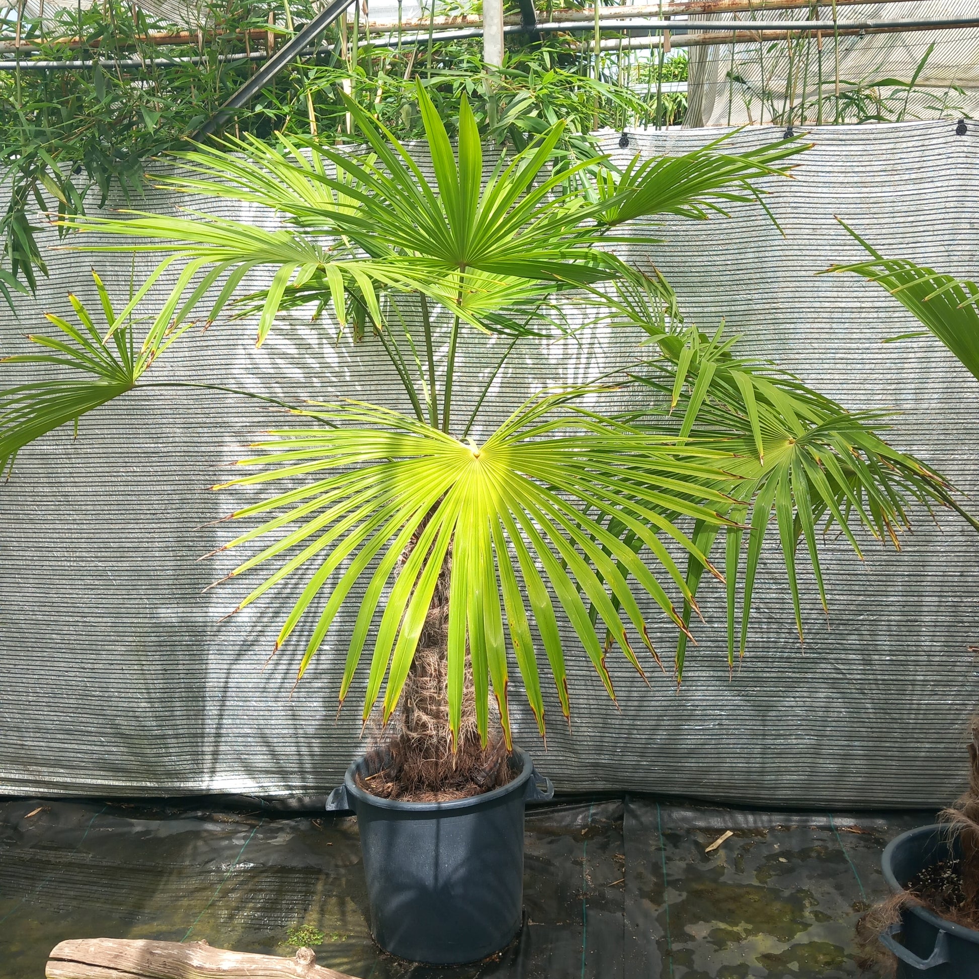 Trachycarpus winsan, trunk/stem 80 cm (No. 3)