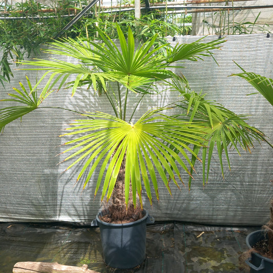 Trachycarpus winsan, trunk/stem 80 cm (No. 3)