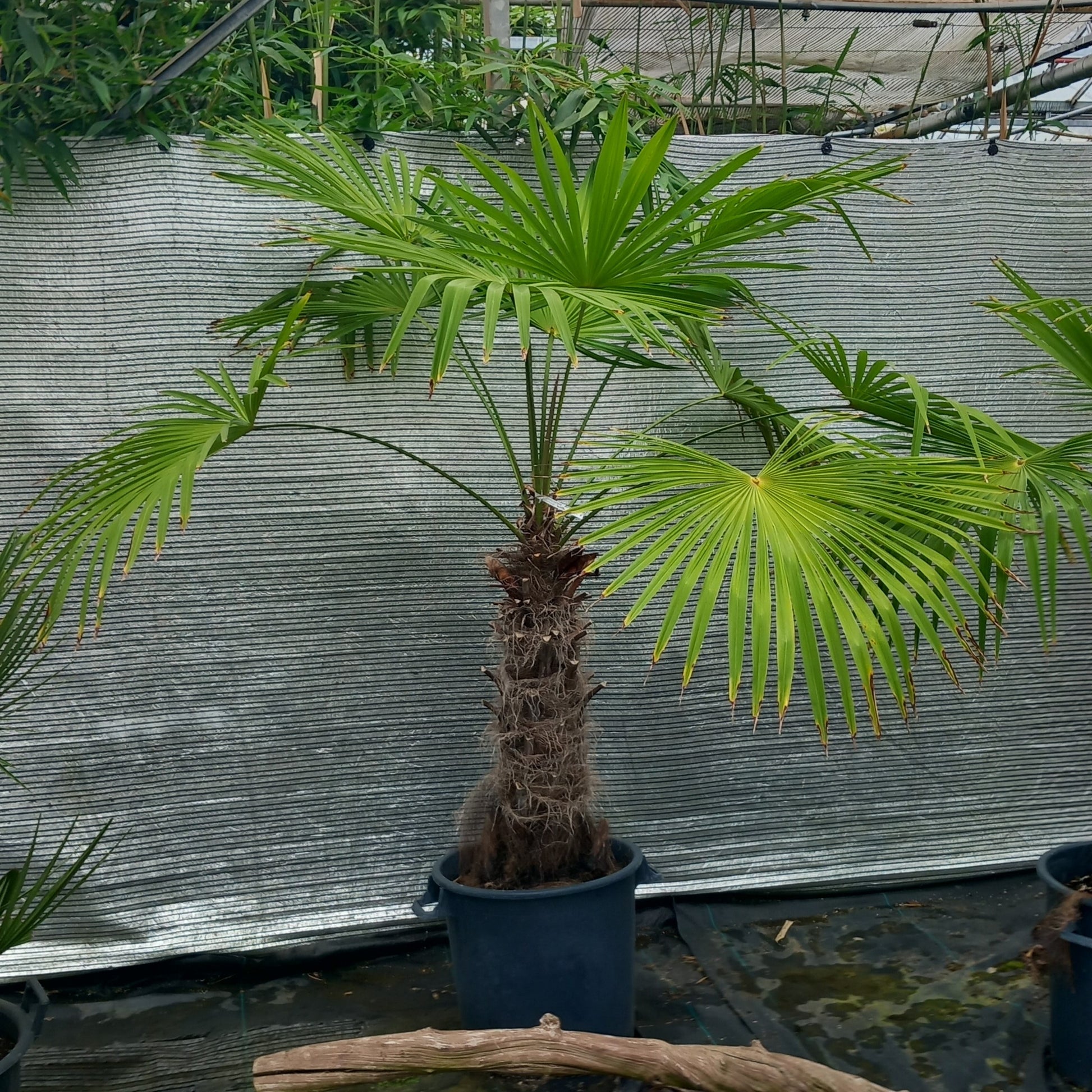 Trachycarpus winsan, trunk/stem 80 cm (No. 3)