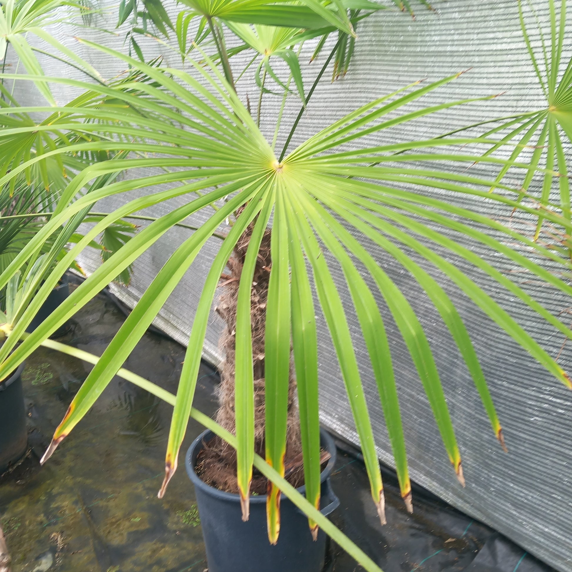 Trachycarpus winsan, trunk/stem 80 cm (No. 3)