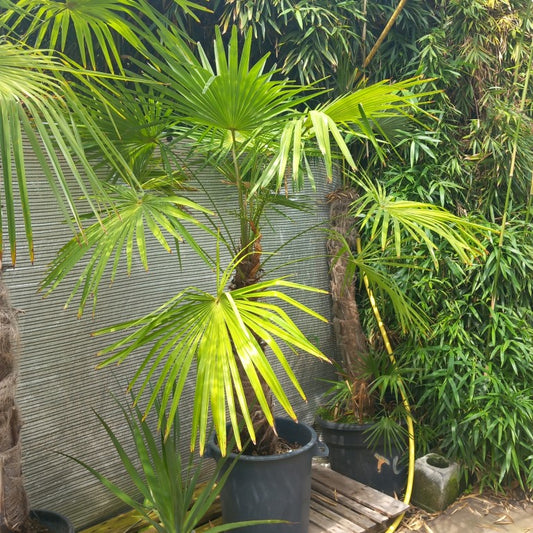 Trachycarpus winsan, trunk/stem 80 cm (No. 5)