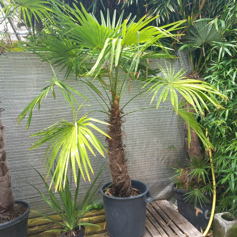 Trachycarpus winsan, trunk/stem 80 cm (No. 5)