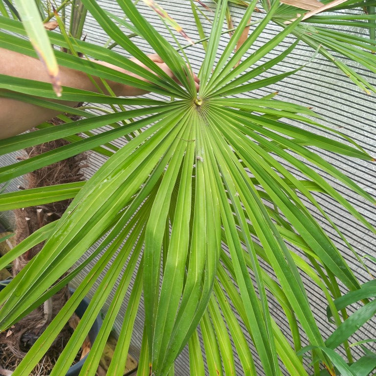 Trachycarpus winsan, trunk/stem 80 cm (No. 5)