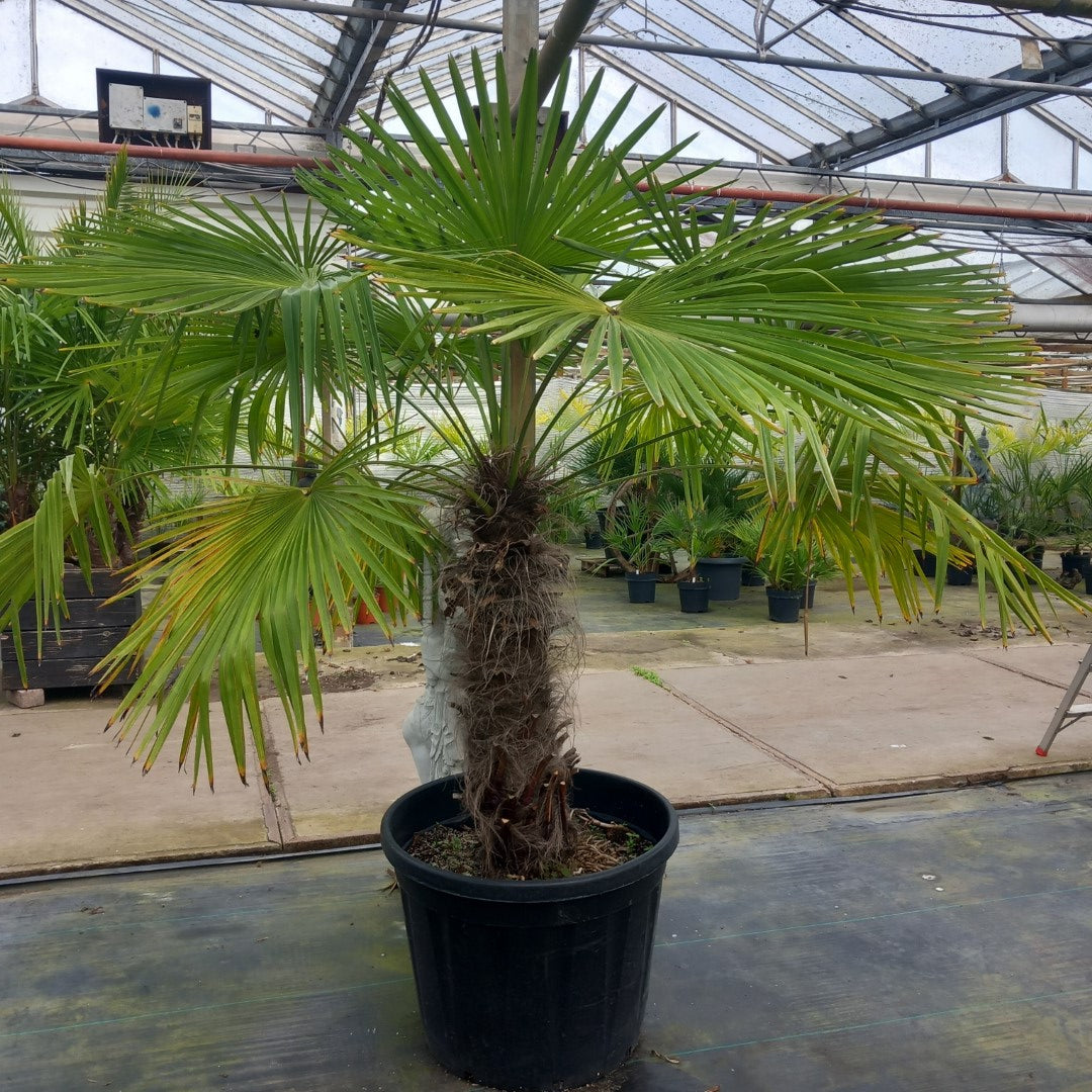 Trachycarpus fortunei 100 cm trunk/stam