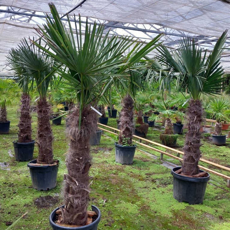 Trachycarpus fortunei