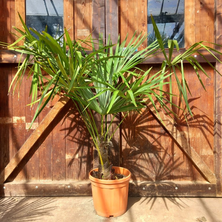 Trachycarpus fortunei, 30 cm trunk/stam