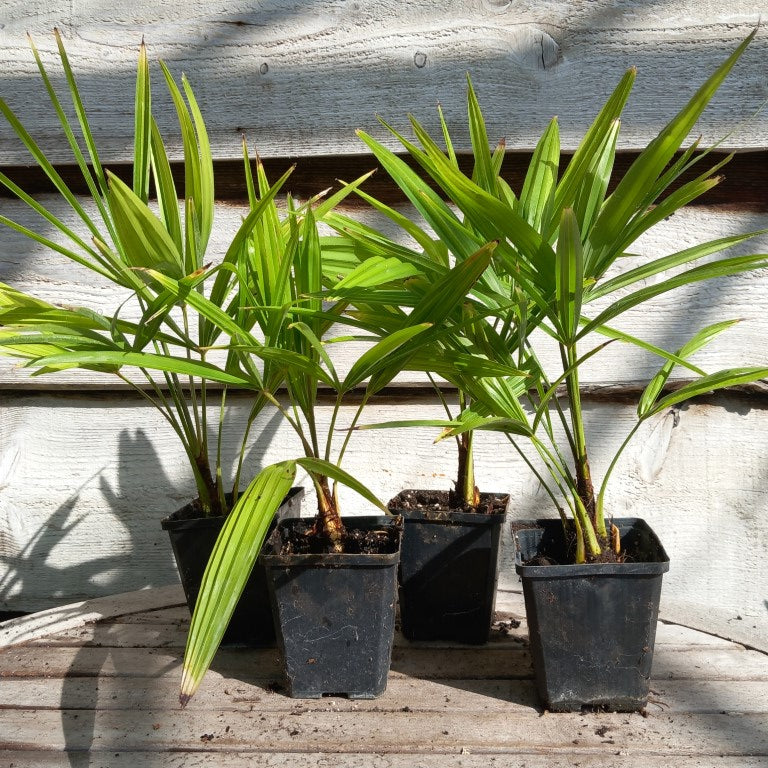 Trachycarpus fortunei P9