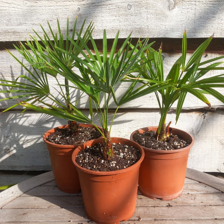 Trachycarpus fortunei x princeps