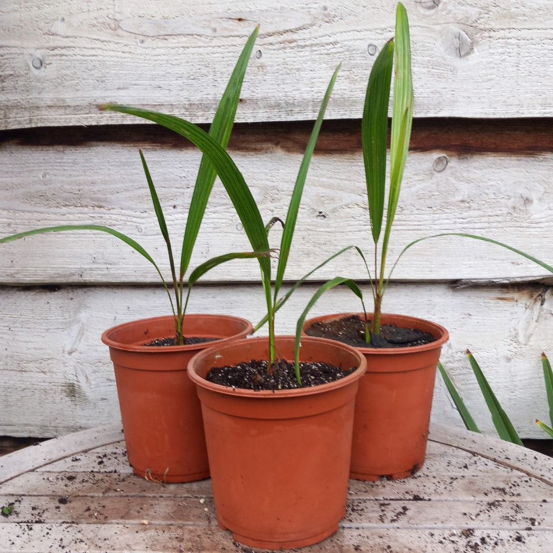 Trachycarpus ukhrulensis, 2 ltr. pot