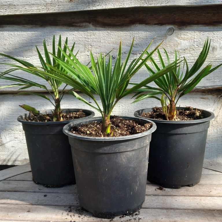 Trachycarpus hybrid: winsan x princeps, pot 17 cm