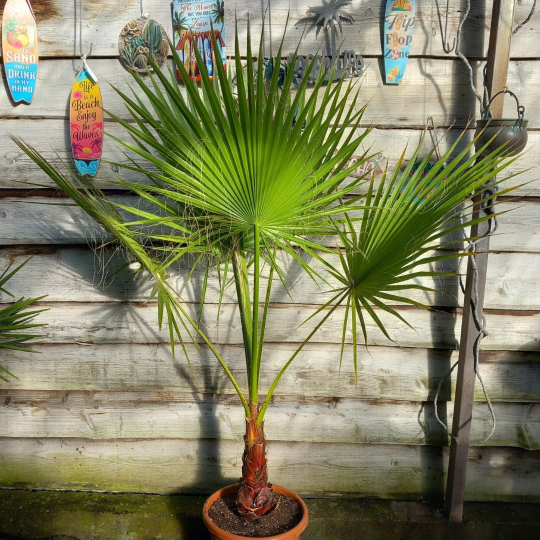Washingtonia robusta, stem 40+ cm