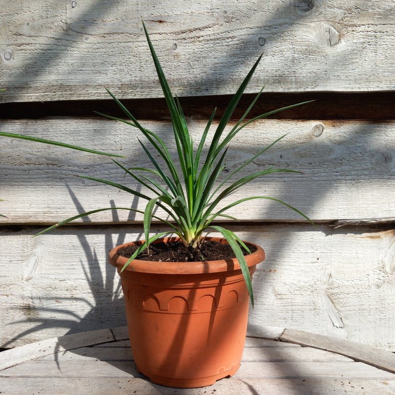 Yucca aloifolia