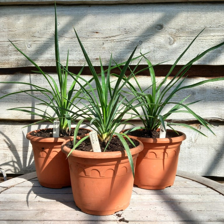 Yucca aloifolia