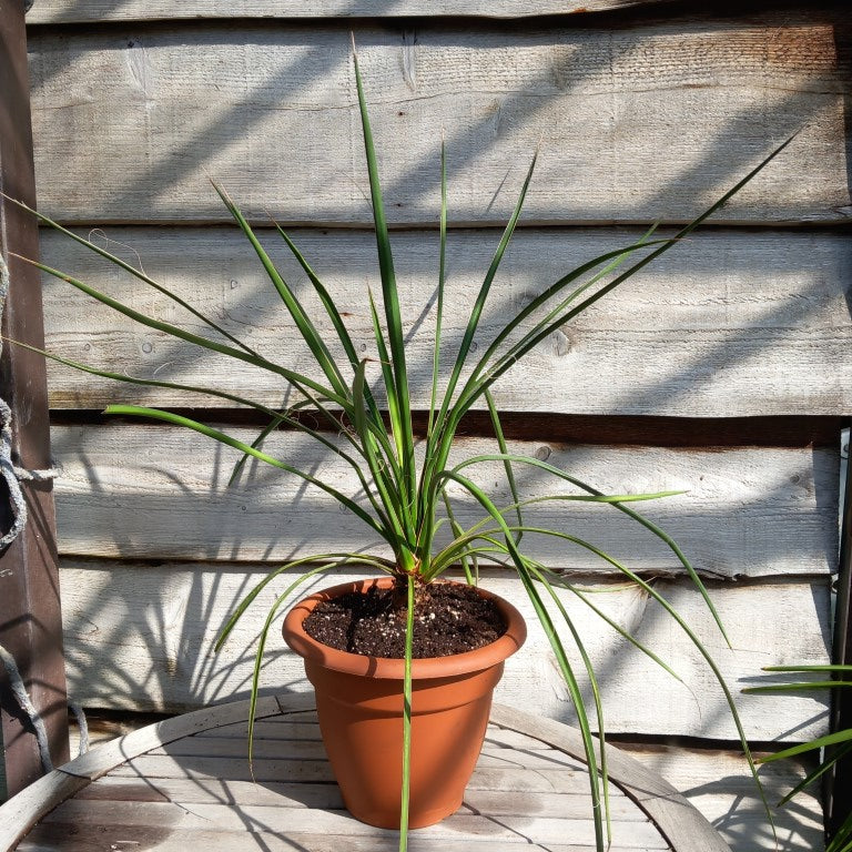 Yucca filifera