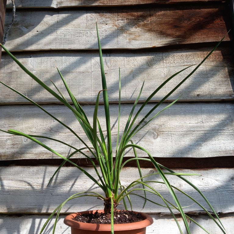 Yucca filifera