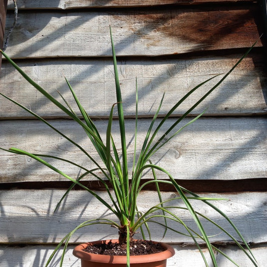 Yucca filifera