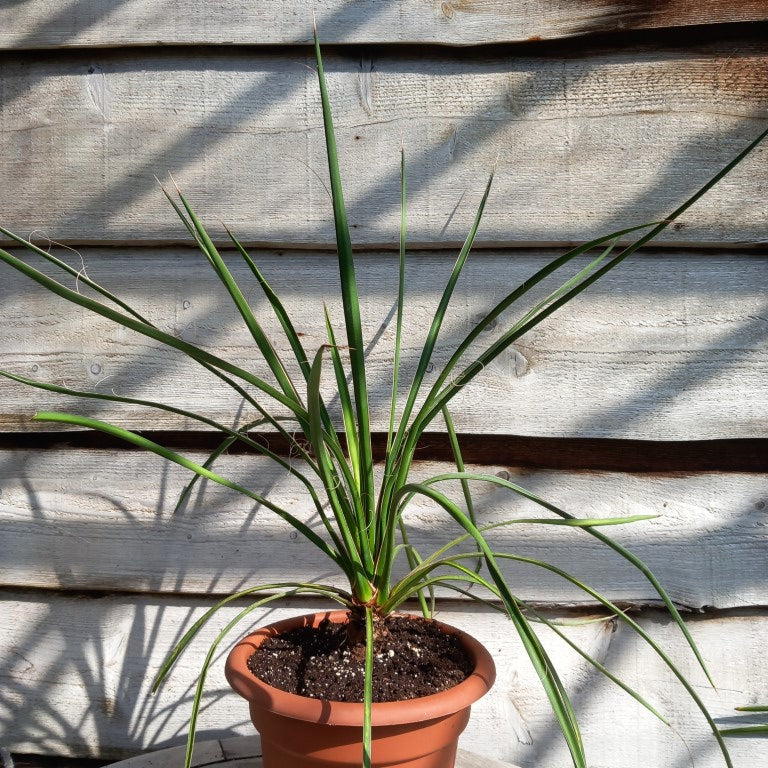 Yucca filifera