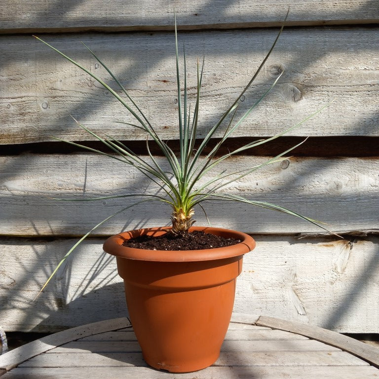Yucca glauca