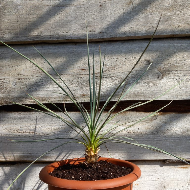 Yucca glauca