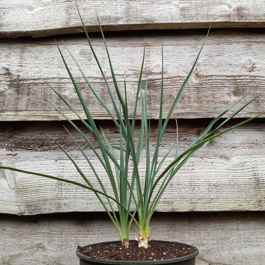Yucca hybrid: elegantissima x thompsoniana, plant/total 40/60 cm  (No. 121)