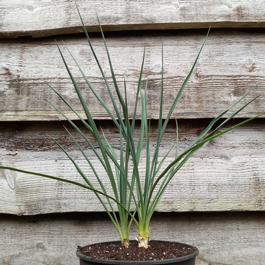 Yucca hybrid: elegantissima x thompsoniana, plant/total 40/60 cm  (No. 121)