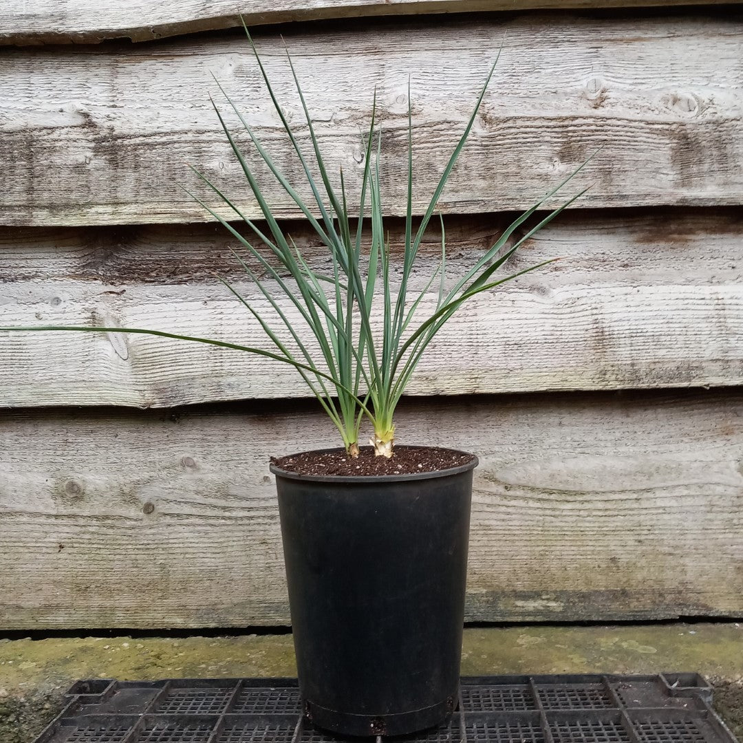 Yucca hybrid: elegantissima x thompsoniana, plant/total 40/60 cm  (No. 121)