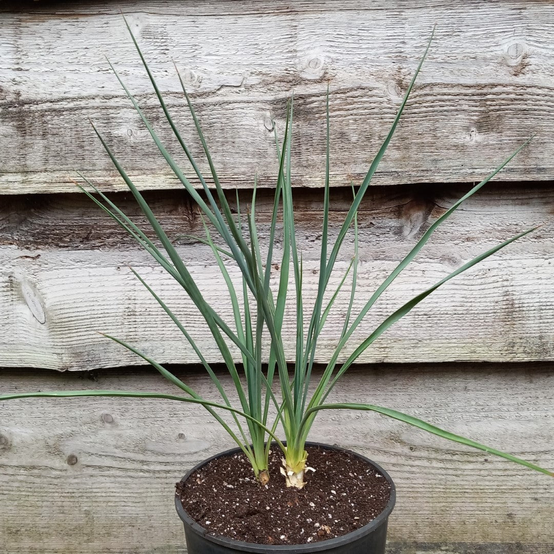 Yucca hybrid: elegantissima x thompsoniana, plant/total 40/60 cm  (No. 121)
