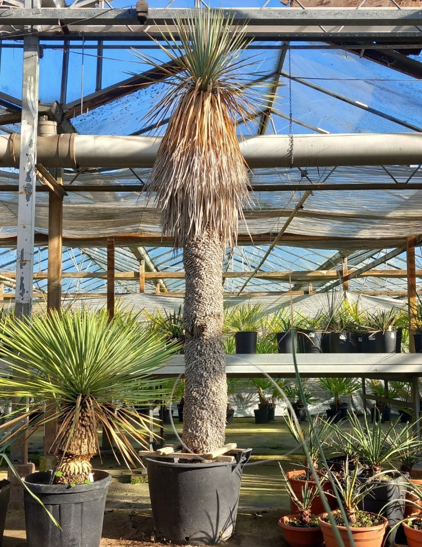 Yucca rostrata XXL, stem/plant/total 190/230/250 cm (MX05)