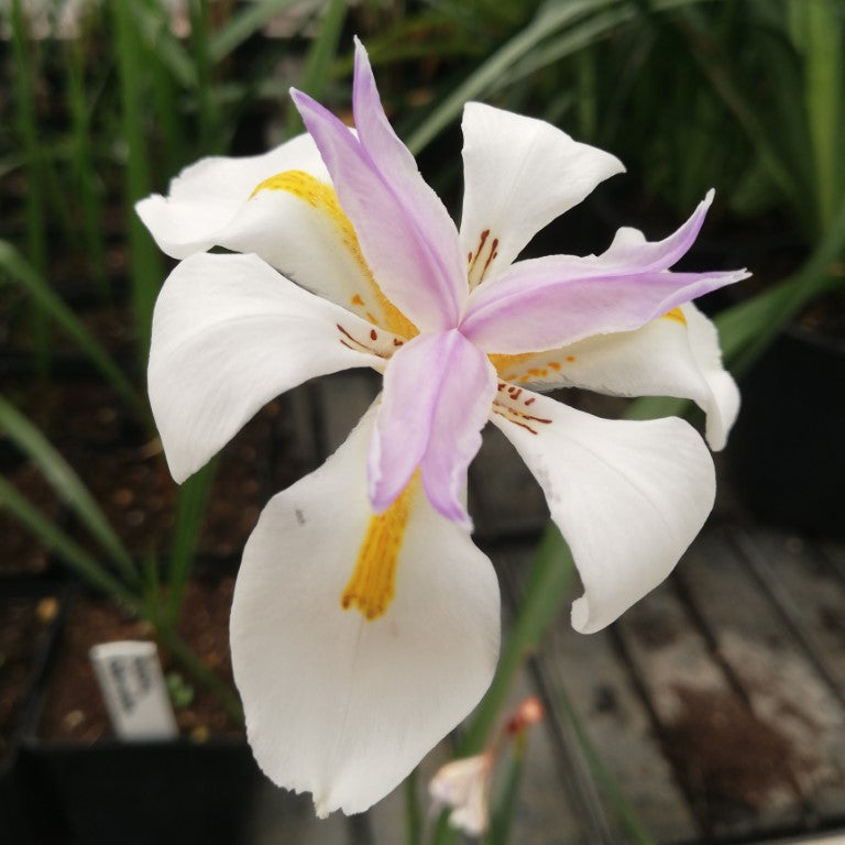 Dietes grandiflora, 3 ltr.