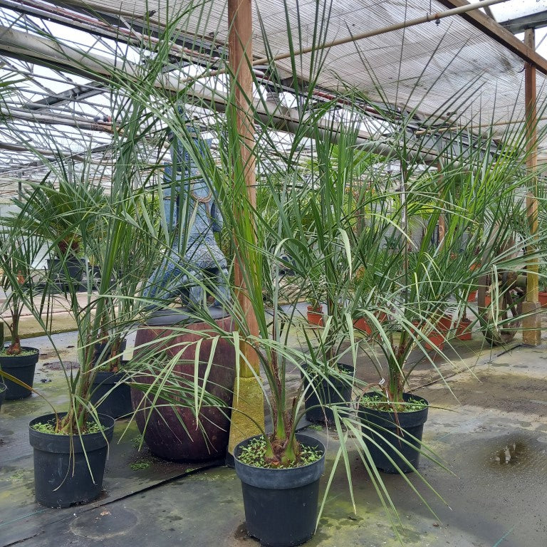 butia capitata