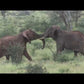 DVD Samburu, Buffalo Springs and Shaba National Park in Kenia