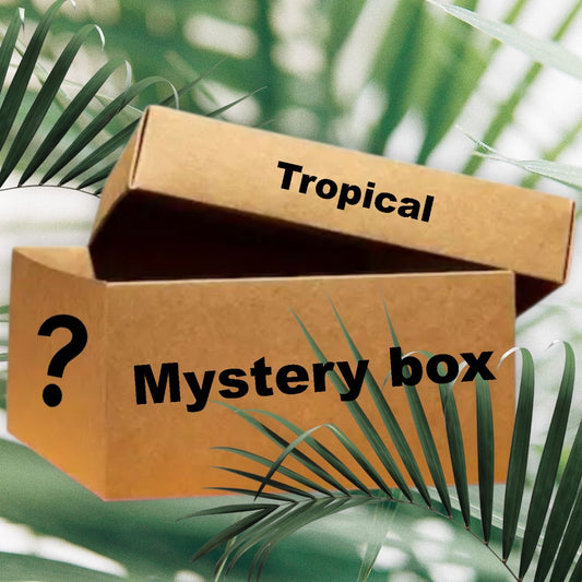 Mystery box Tropische Pflanzen