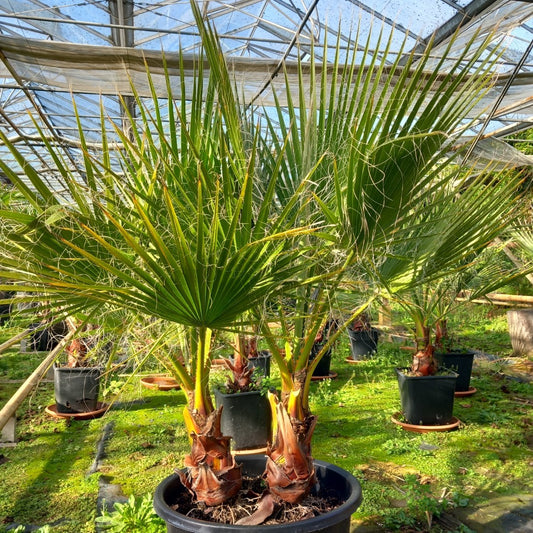 Washingtonia Robusta