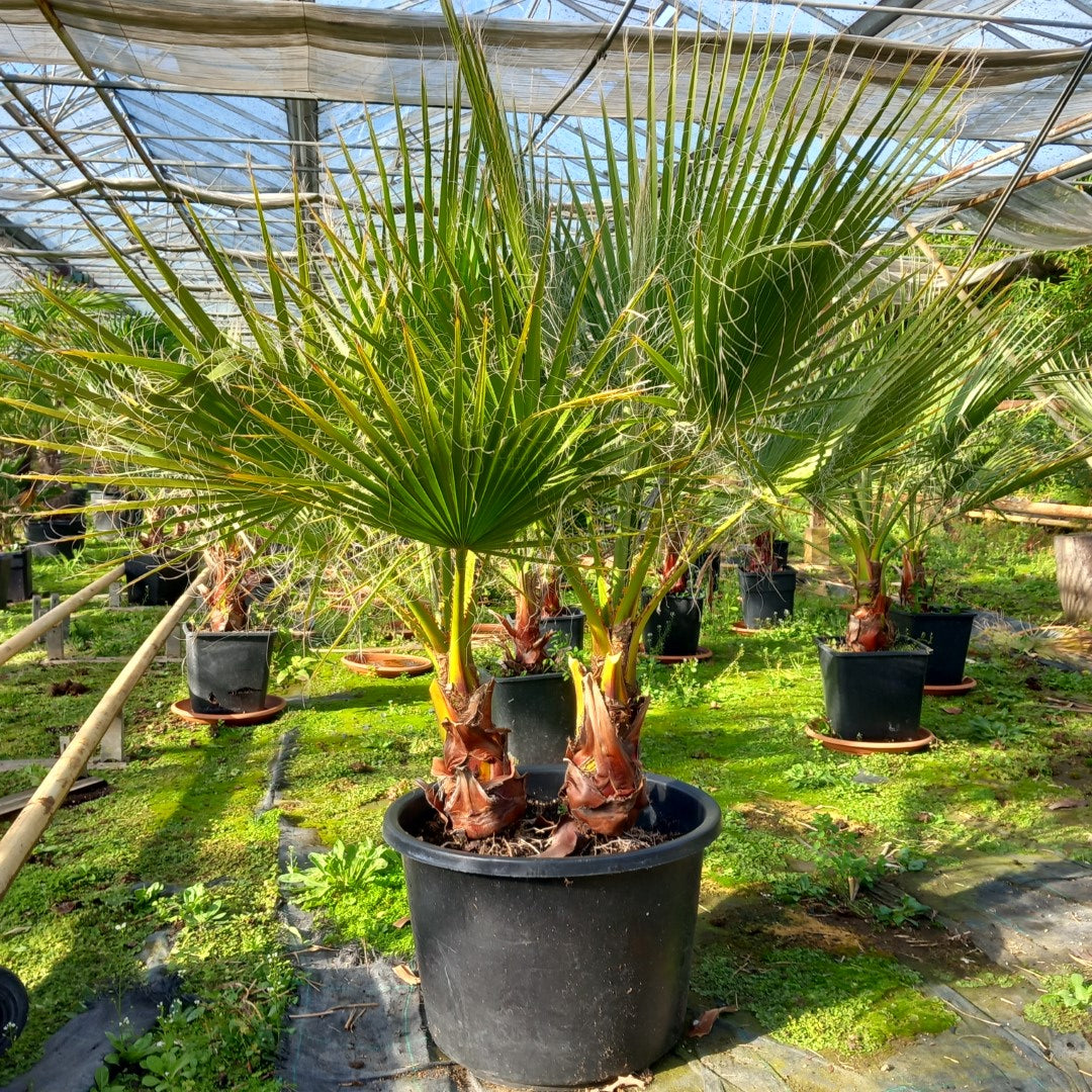 Washingtonia Robusta