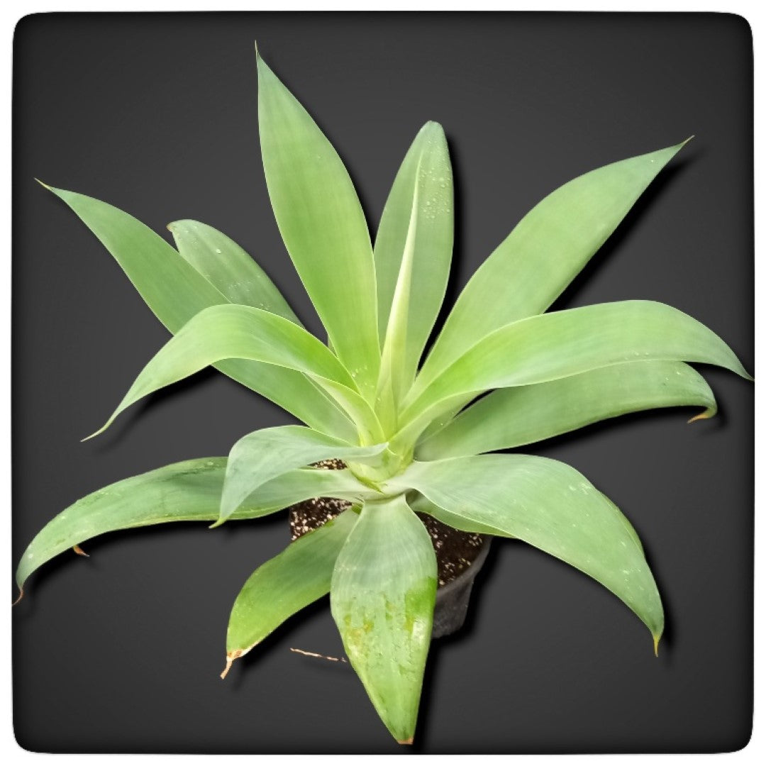 Agave attenuata