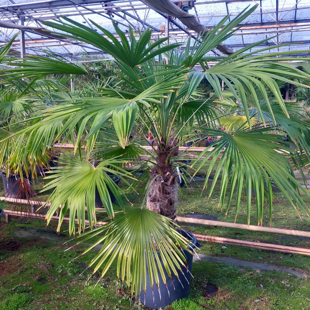 Trachycarpus fortunei