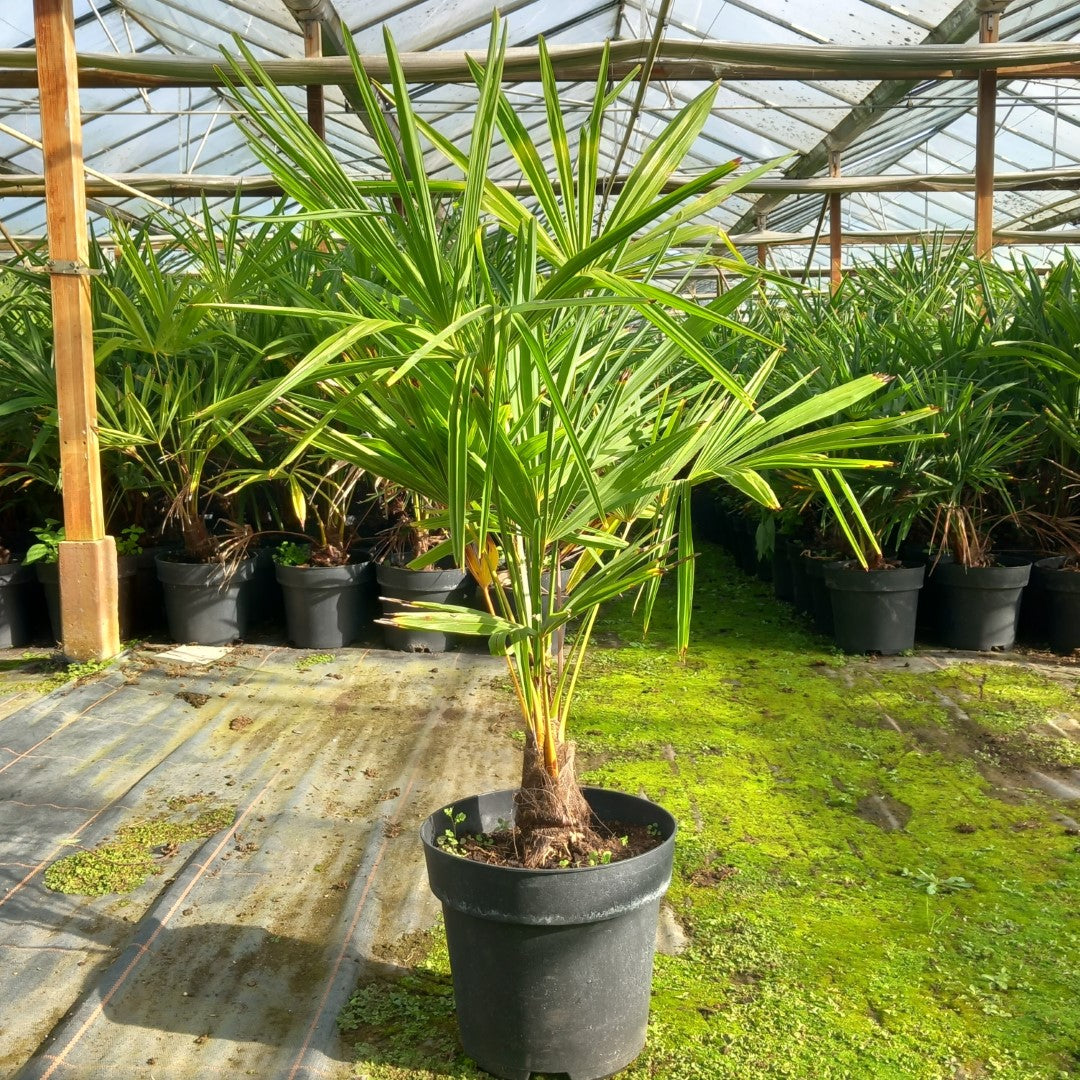 Trachycarpus fortunei