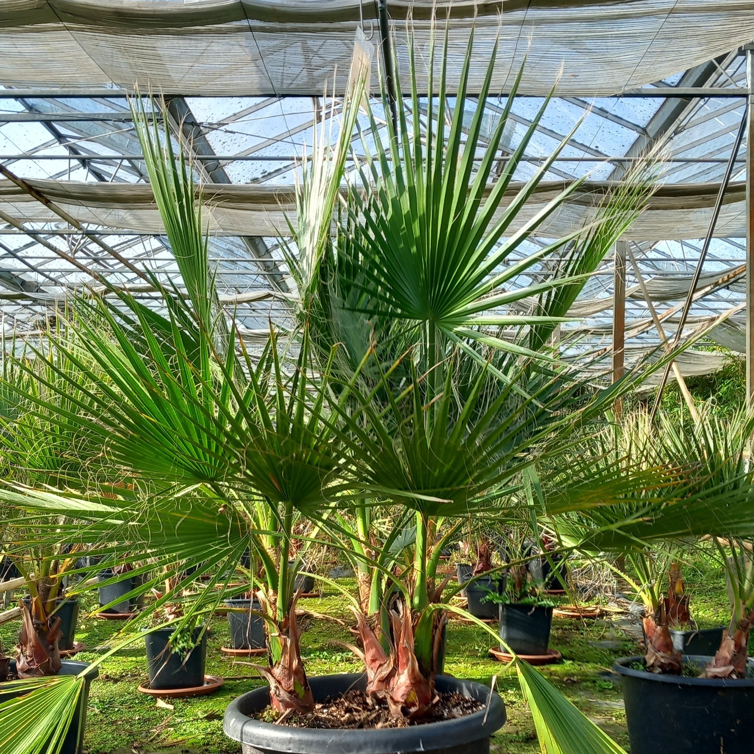 Washingtonia robusta – Tropical Centre