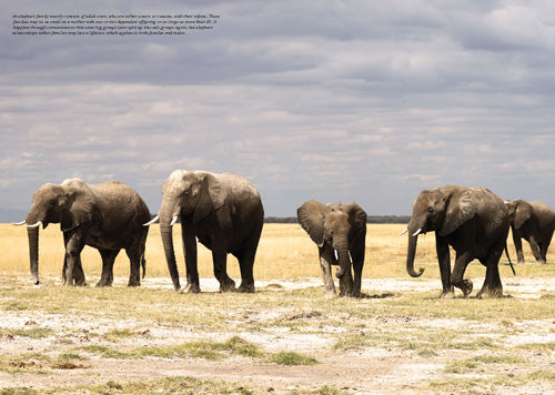 Photobook Amboseli National Park in Kenya