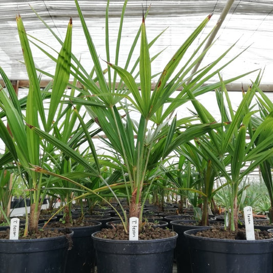 Trachycarpus fortunei var. tesan