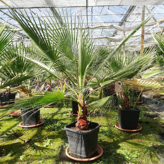 Washingtonia Robusta