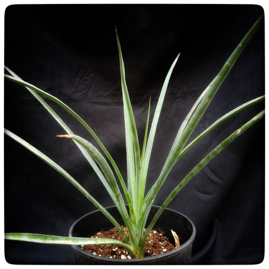 Yucca periculosa