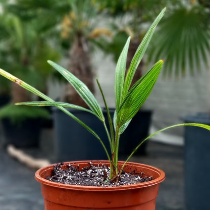 Trachycarpus fortunei