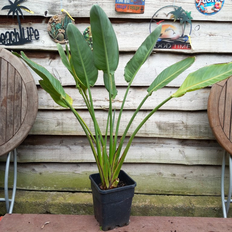 Strelitzia reginae