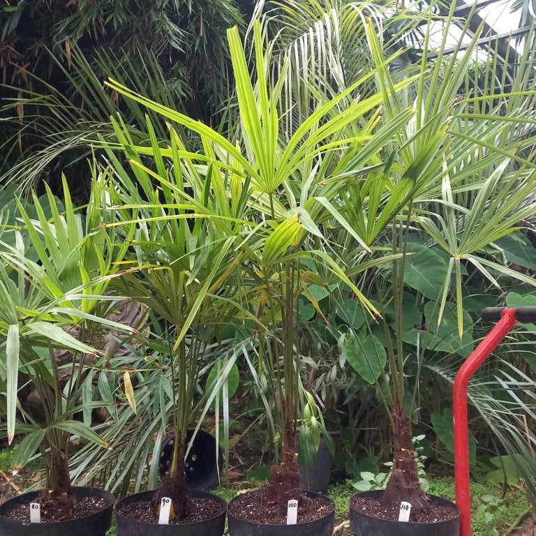 Trachycarpus fortunei