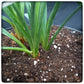 Yucca hybrid: (pallida x filamentosa/flaccida) x pallida, plant/total 35/55 cm